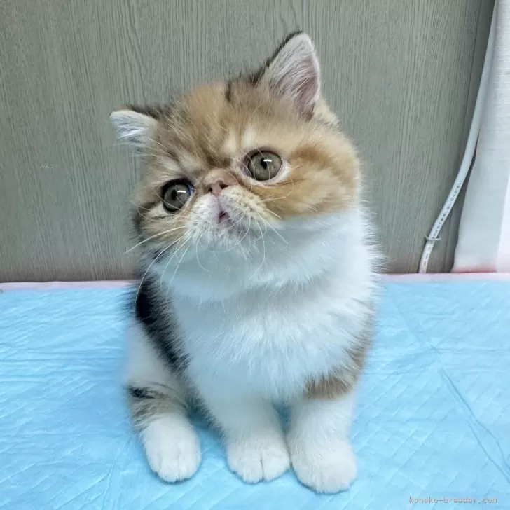 ID:2404-03010の子猫