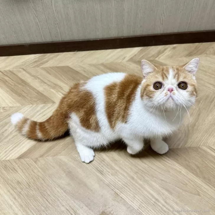 ID：2410-02200の子猫