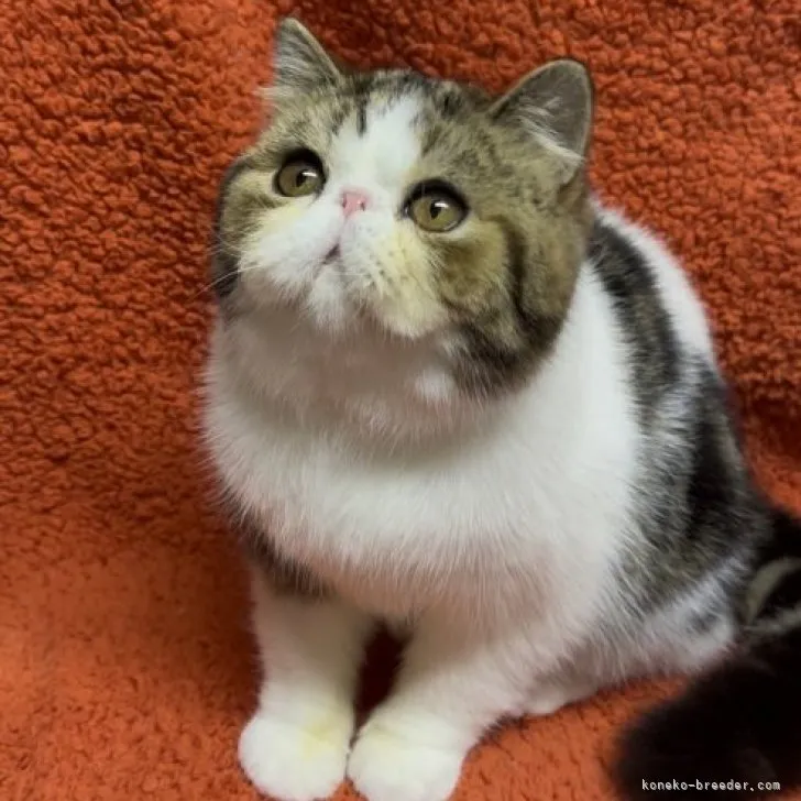 ID：2303-01894の子猫