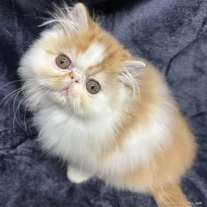 ID：2504-02988の子猫