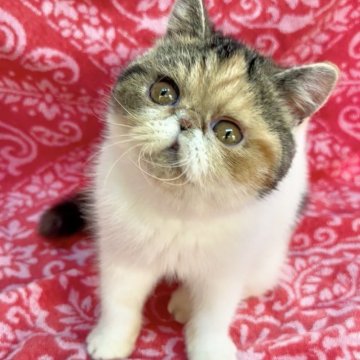 エキゾチックショートヘア【福島県・女の子・2025年4月15日・ブラウンパッチドタビー&ホワイト（ショート）】の写真「抱っこ好き、性格最高に良し♡小柄な女の子♡」