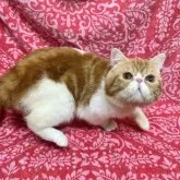 エキゾチックショートヘア
