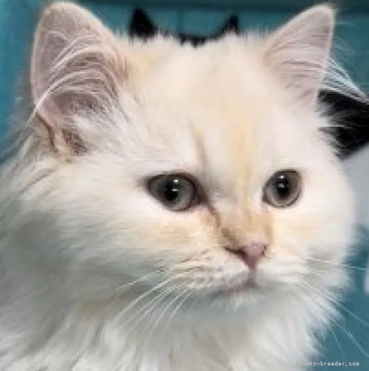 ID：2308-00283の子猫