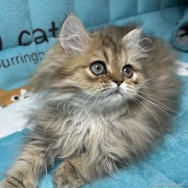 ID：2402-00191の子猫