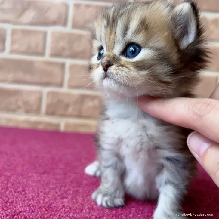 ID：2306-01268の子猫