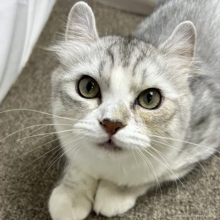 ID:2406-03438の子猫