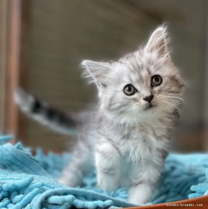 ID：2205-03423の子猫