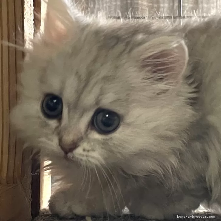 ID:2402-00835の子猫