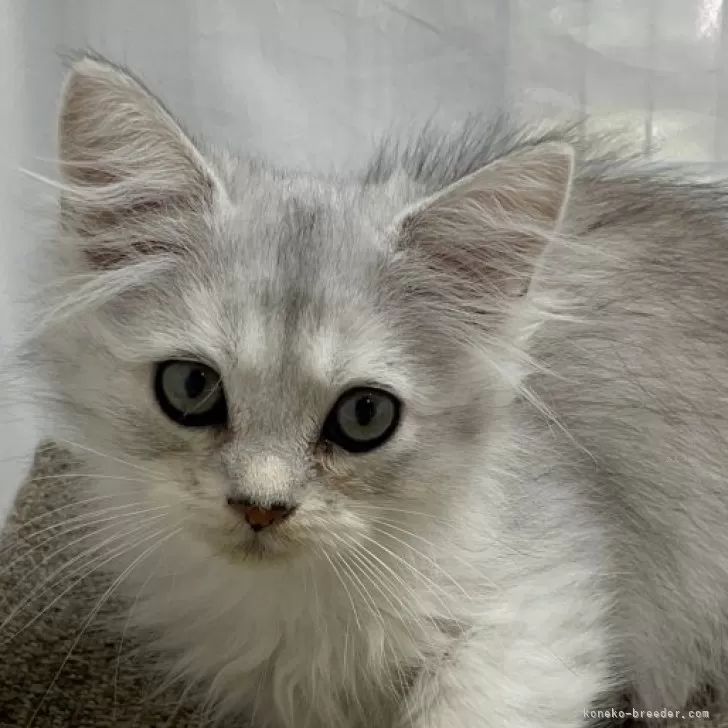 ID:2411-00843の子猫