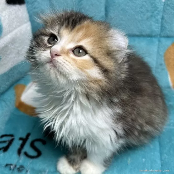 ID:2404-02184の子猫