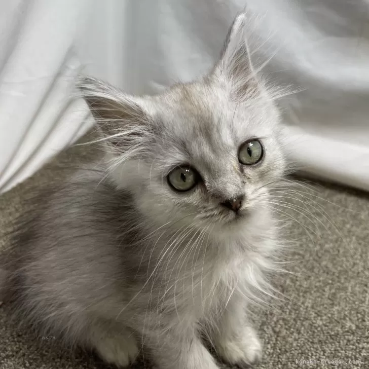 ID：2411-00415の子猫