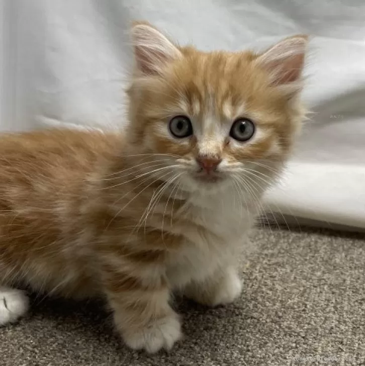 ID:2410-01091の子猫