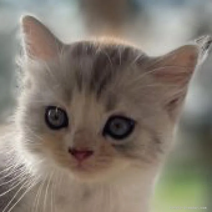 ID：2207-01479の子猫