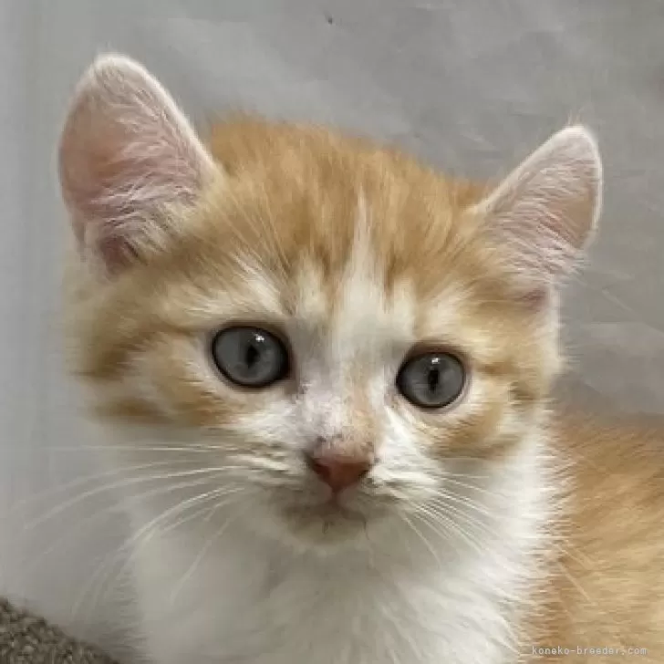 ID:2411-00840の子猫