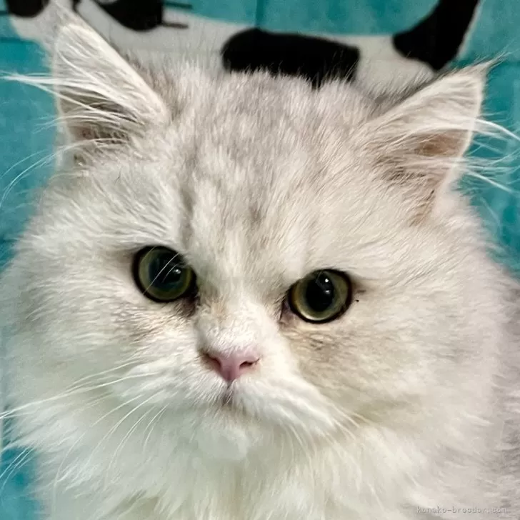 ID：2308-00268の子猫