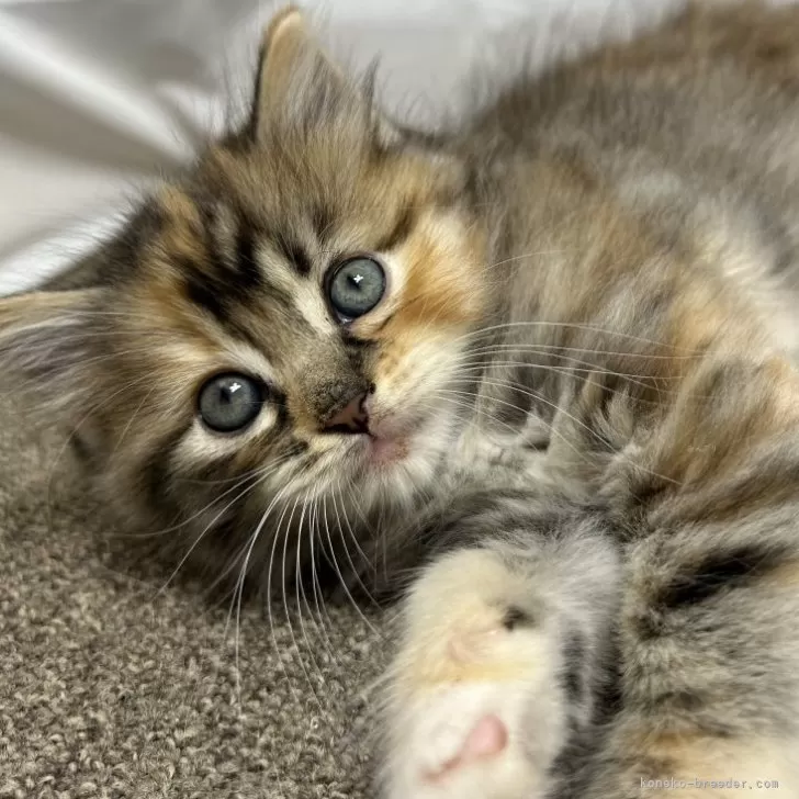 M.C 様のお迎えした子猫