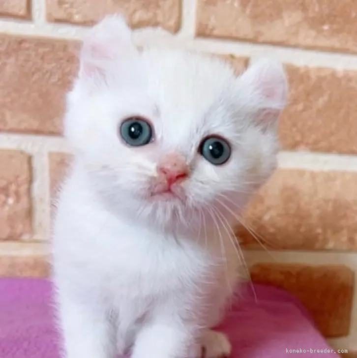 ID:2305-03428の子猫
