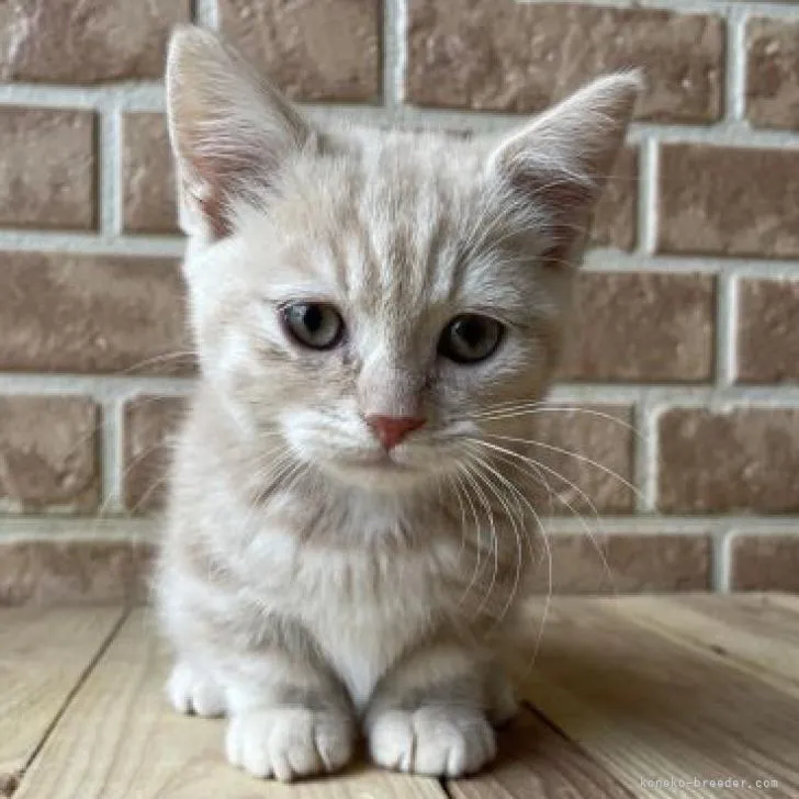 ID：2301-01267の子猫