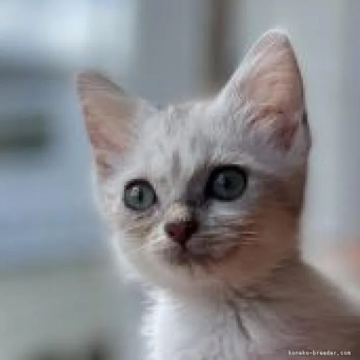 ID:2206-03048の子猫