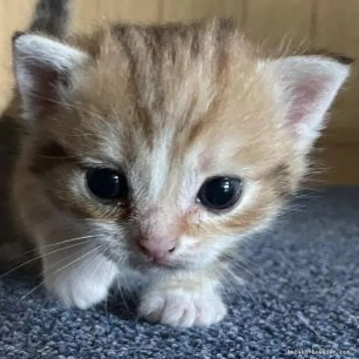 ID:2209-00004の子猫