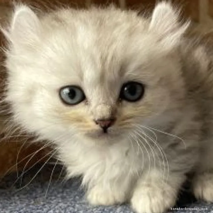 ID:2212-01614の子猫