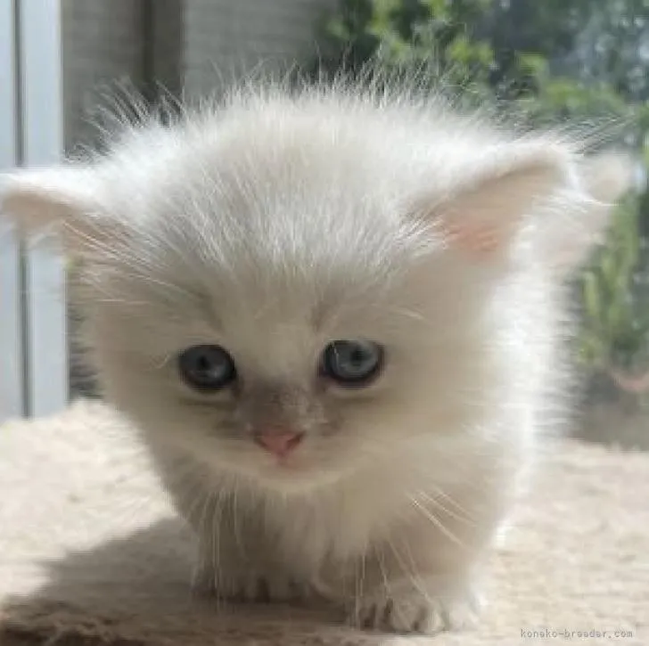 ID：2206-03027の子猫