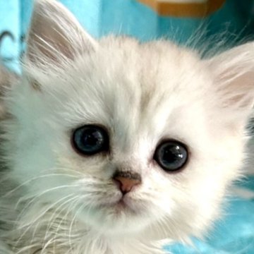 キンカロー【鹿児島県・男の子・2023年11月8日・シルバータビー（長毛）】の写真「ご予約を頂きました。ありがとうございます。」