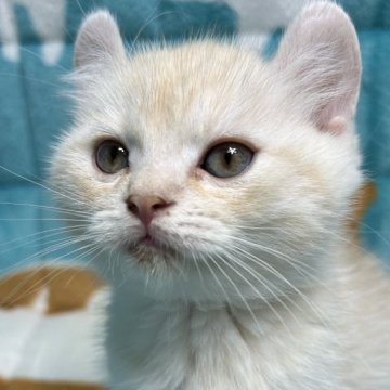 キンカロー【鹿児島県・男の子・2024年2月21日・クリームタビー（短毛）】の写真「ご家族が決まりました。」