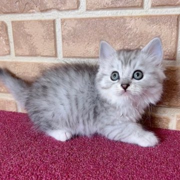 キンカロー【鹿児島県・男の子・2023年4月8日・シルバータビー（長毛）】の写真「月齢が経ちましたのでお値引き可能です🙌🩵」