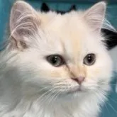 ミヌエット(長足)【鹿児島県・男の子・2023年7月4日・クリーム】の写真1「20231213撮影」