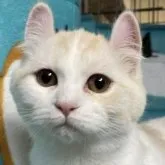 アメリカンカール【鹿児島県・男の子・2023年7月4日・クリーム】の写真1