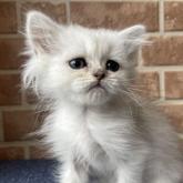 ペルシャ(チンチラ)