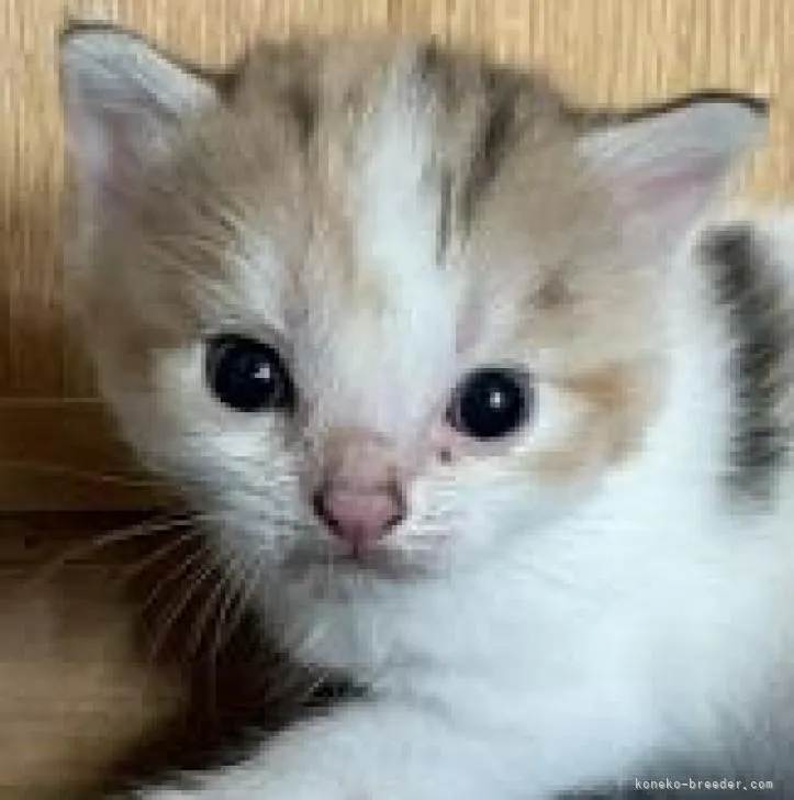 ID：2209-00003の子猫