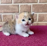 ミヌエット(長足)【鹿児島県・女の子・2023年5月17日・キャリコ (三毛)】の写真3