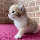 ミヌエット(長足)【鹿児島県・女の子・2023年5月17日・キャリコ (三毛)】の写真4