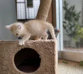 キンカロー【鹿児島県・男の子・2022年4月23日・レッドタビー】の写真5「20220614撮影」