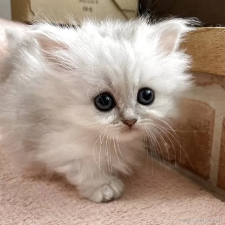 ID：2505-02436の子猫