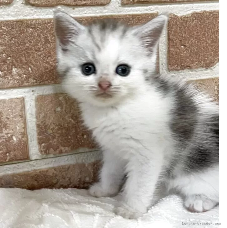ID:2506-02824の子猫