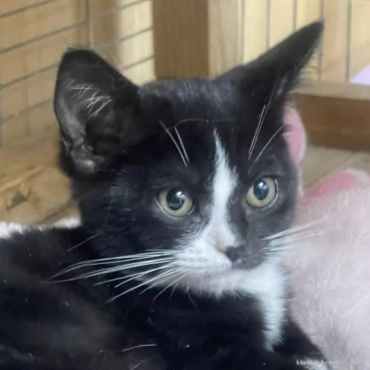 ID:2412-02551の子猫