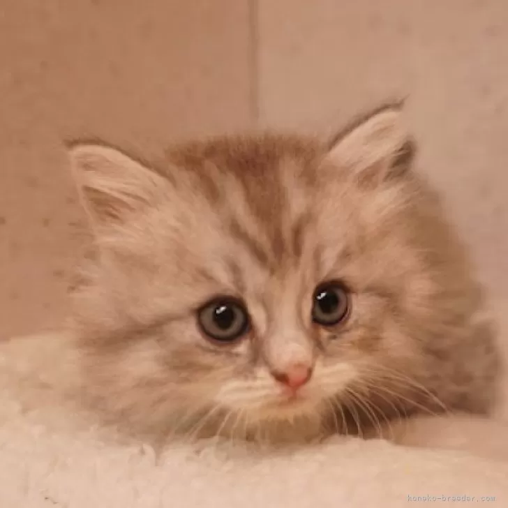 ID:2501-02318の子猫