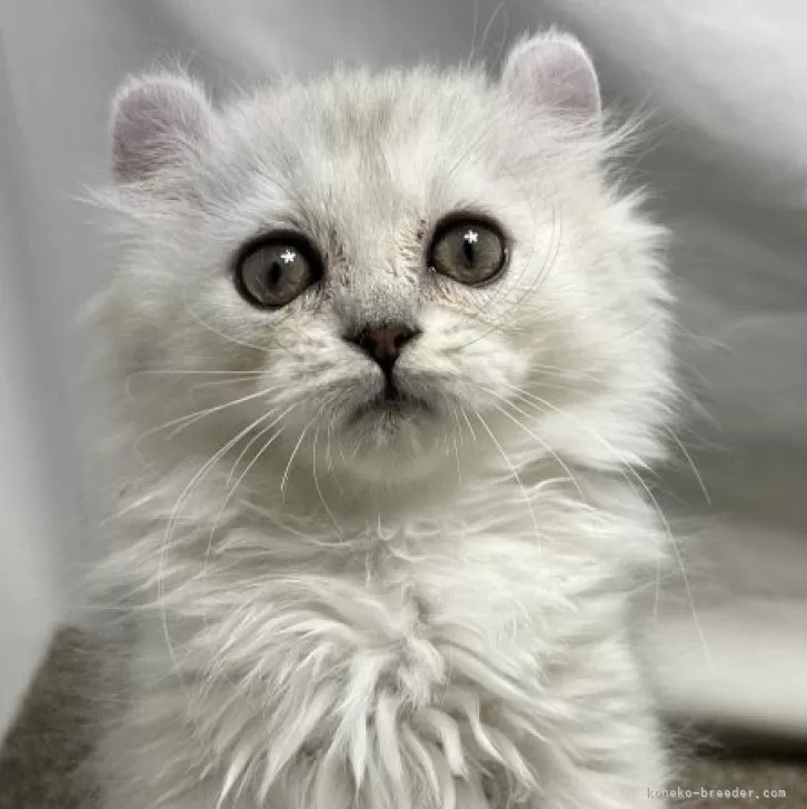 ID:2412-02553の子猫