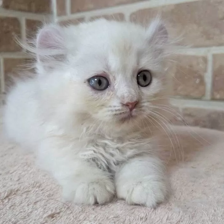 ID:2508-02199の子猫