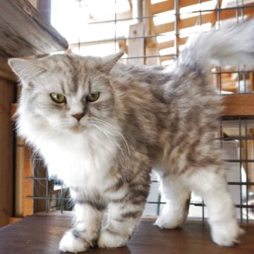 キンカロー【鹿児島県・男の子・2024年7月20日・シルバータビー（中毛）】の写真「カッコよくて甘えん坊の男の子です。」