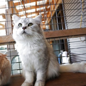 キンカロー【鹿児島県・男の子・2024年8月18日・シルバータビー（中毛）】の写真「ひげ袋が立派な甘えん坊です。」