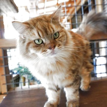 ミックス(ミヌエット✕ペルシャ)【鹿児島県・男の子・2024年7月10日・ブラウンタビー（長毛）】の写真「甘えん坊の男の子です。」