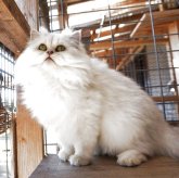ペルシャ(チンチラ)