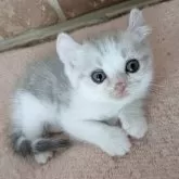 キンカロー