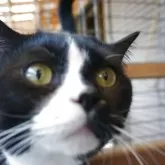 マンチカン(短足)