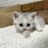 ミヌエット(長足)【鹿児島県・女の子・2025年4月30日・チンチラシルバー】の写真2