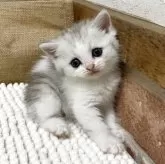 ミヌエット(長足)【鹿児島県・女の子・2025年4月30日・チンチラシルバー】の写真3